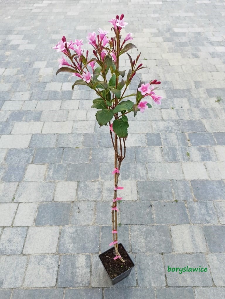 Krzewuszka Wczesna Bouquet Rose Na Pniu Weigela Szk ka Borys awice krzewuszka-wczesna-bouquet-rose-na-pniu-weigela-szk-ka-borys-awice