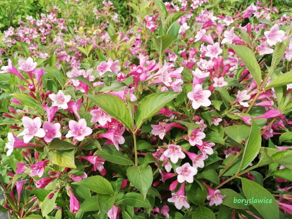 Krzewuszka Wczesna Bouquet Rose Na Pniu Weigela Szk ka Borys awice krzewuszka-wczesna-bouquet-rose-na-pniu-weigela-szk-ka-borys-awice
