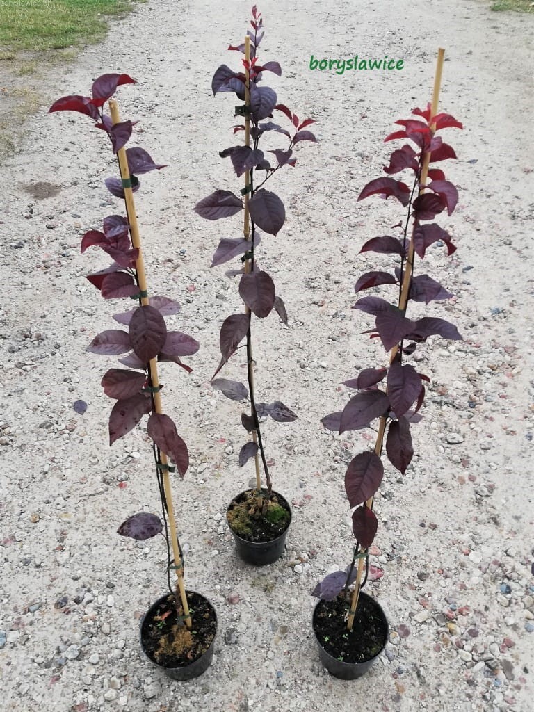 liwa Wi niowa Nigra Prunus Szk ka Borys awice liwa-wi-niowa-nigra-prunus-szk-ka-borys-awice