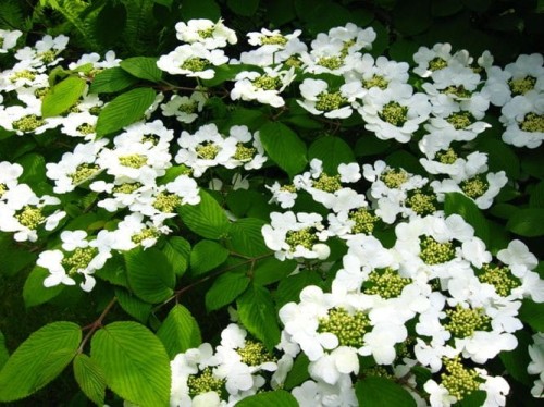 Kalina japońska Kilimandjaro