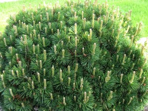 Kosodrzewina 'Pumilio' (Pinus)
