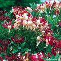 Wiciokrzew pomorski Serotina