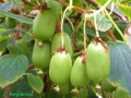 Kiwi żeńskie Weiki