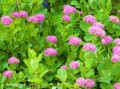 Tawuła gęstokwiatowa