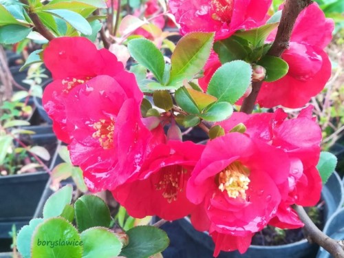 Pigwowiec wspaniały Texas Scarlet