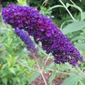 Budleja Dawida Black Knight