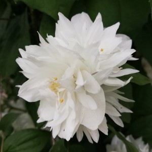 Jaśminowiec 'Minnesota Snowflake' (Philadelphus)