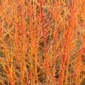 Dereń świdwa Anny's Winter Orange