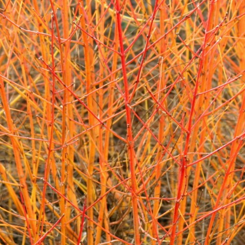 Dereń świdwa Anny's Winter Orange