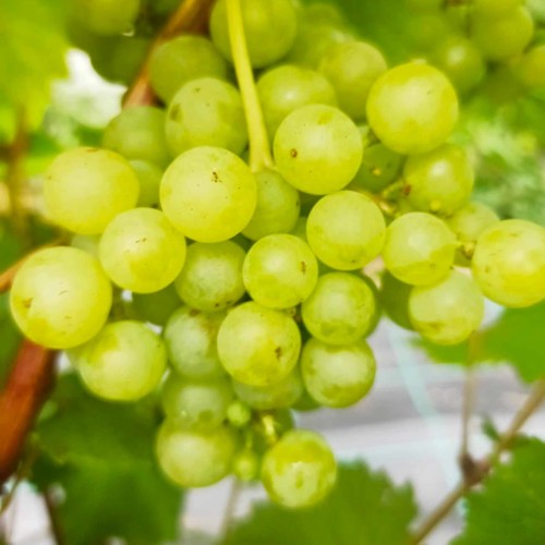 Winorośl Muscat Blanc
