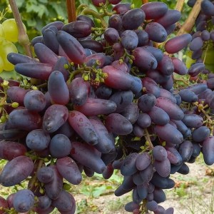 Winorośl 'Krasotka Muscat' (Vitis)   