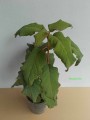 Sadzonki hortensji