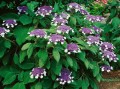 Hortensja kosmata Macrophylla