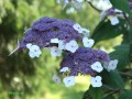 Hortensja kosmata Macrophylla