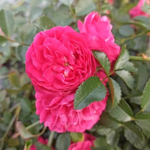 Róża pnąca Super Excelsa