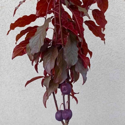 Śliwa wiśniowa Nigra Fastigiata