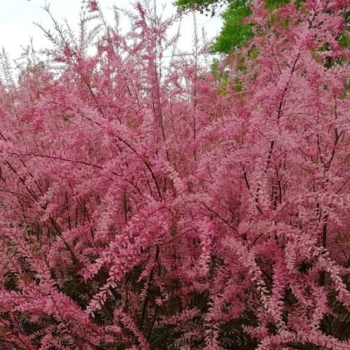 Tamaryszek drobnokwiatowy