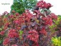 Pęcherznica kalinolistna Red Baron