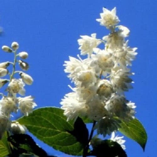 Żylistek szorstki Biały Pełny