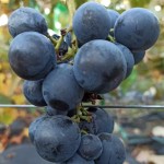 Winorośl 'Nazarij' (Vitis)