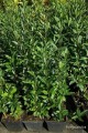 Ligustr pospolity Atrovirens