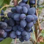Winorośl 'Bruno' (Vitis)     