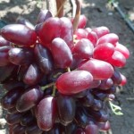 Winorośl 'Sensacja' (Vitis)   