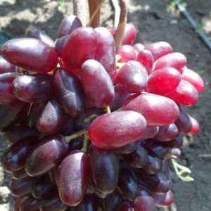 Winorośl 'Sensacja' (Vitis)   