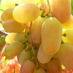 Winorośl 'Julian' (Vitis)
