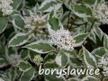 Dereń rozłogowy White Gold