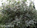 Dereń rozłogowy White Gold