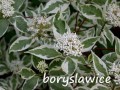 Dereń biały Sibirica Variegata