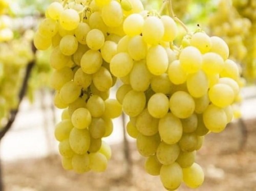 Winorośl Regina V25/20