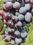 Winorośl 'Jupiter' (Vitis)