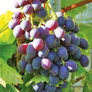 Winorośl 'Vitra' (Vitis)