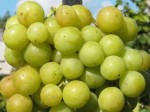 Winorośl 'Prima Ukrainy' (Vitis)