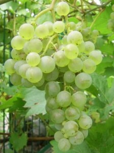 Winorośl 'Sirius' (Vitis)