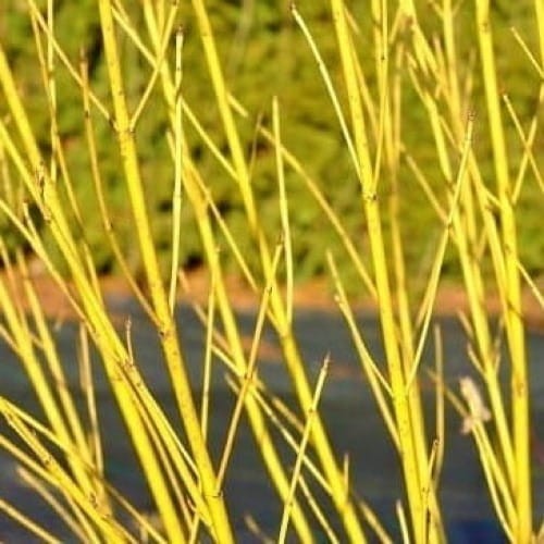 Dereń rozłogowy Flaviramea