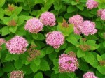 Tawuła gęstokwiatowa (Spiraea)