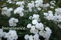 Róża okrywowa Alba Meidiland