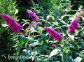 Budleja Dawida Royal Red