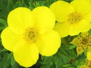 Pięciornik krzewiasty 'Goldfinger' (Potentilla)