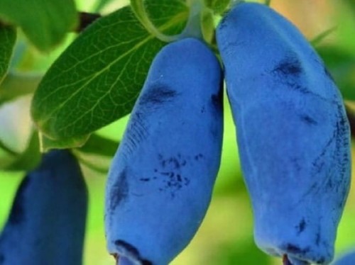 Jagoda kamczacka Wołoszebnica