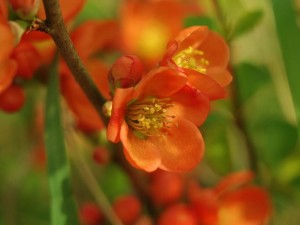 Pigwowiec 'Clementine' (Chaenomeles)