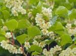 Kiwi męskie 'Weiki' (Actinidia)