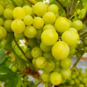 Winorośl 'Inga' (Vitis)   