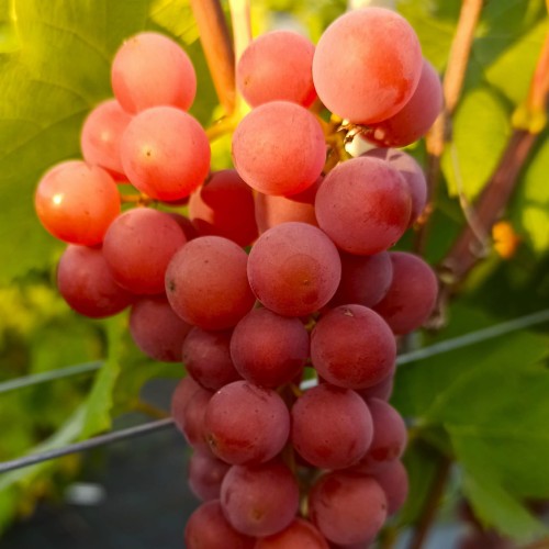 Winorośl Einset Seedless