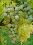 Winorośl 'Muscaris' (Vitis)
