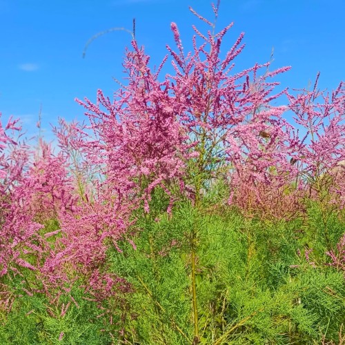 Tamaryszek francuski