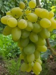 Winorośl 'Nadiożnyj' (Vitis)